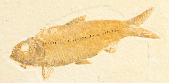 Detailed, Knightia Fossil Fish - Wyoming #78315